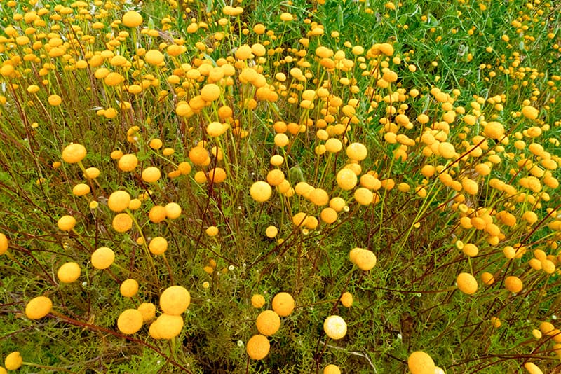 A field of golden button flowers on slender stems