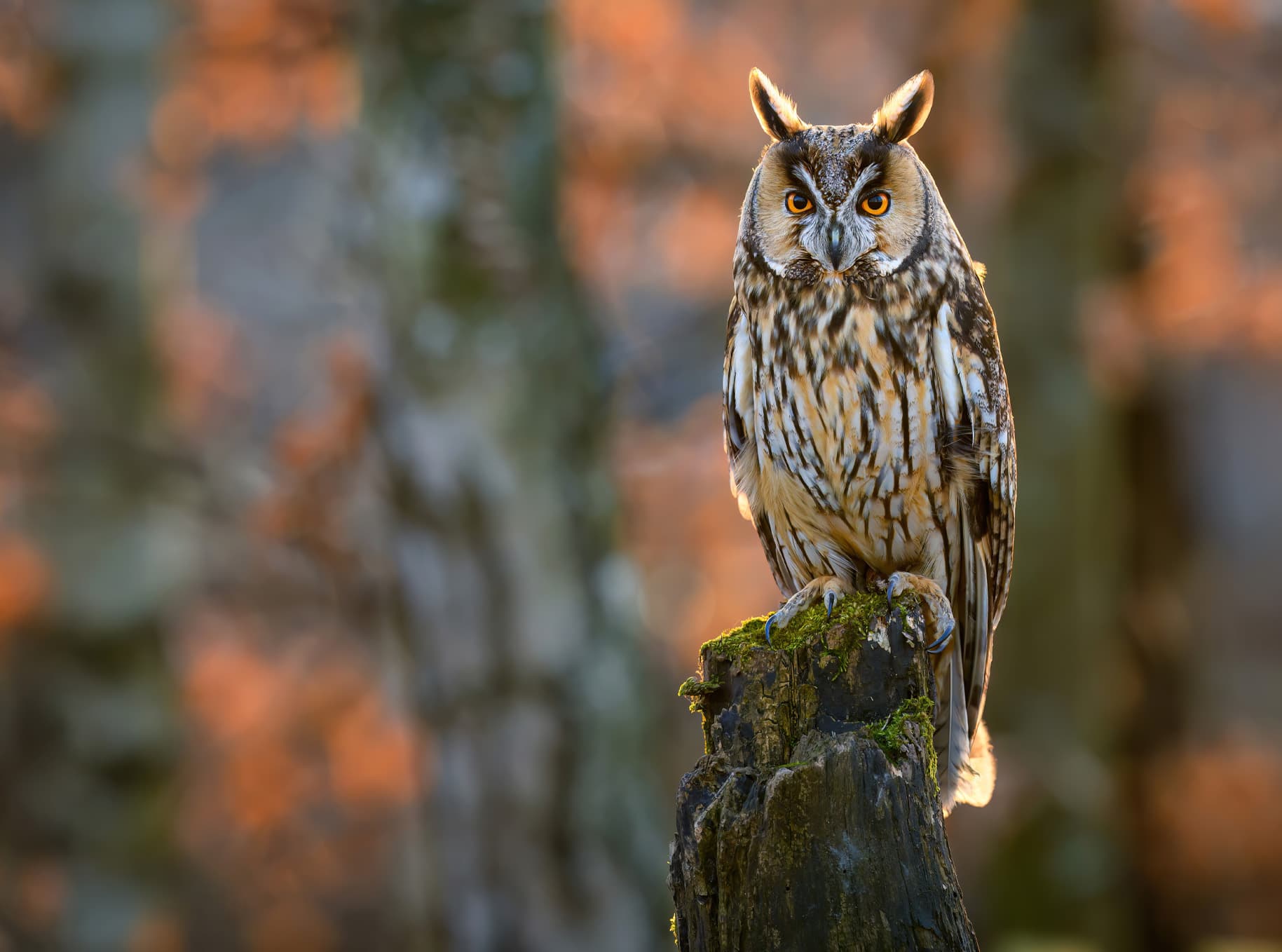 An owl perched and looking directly at the camera