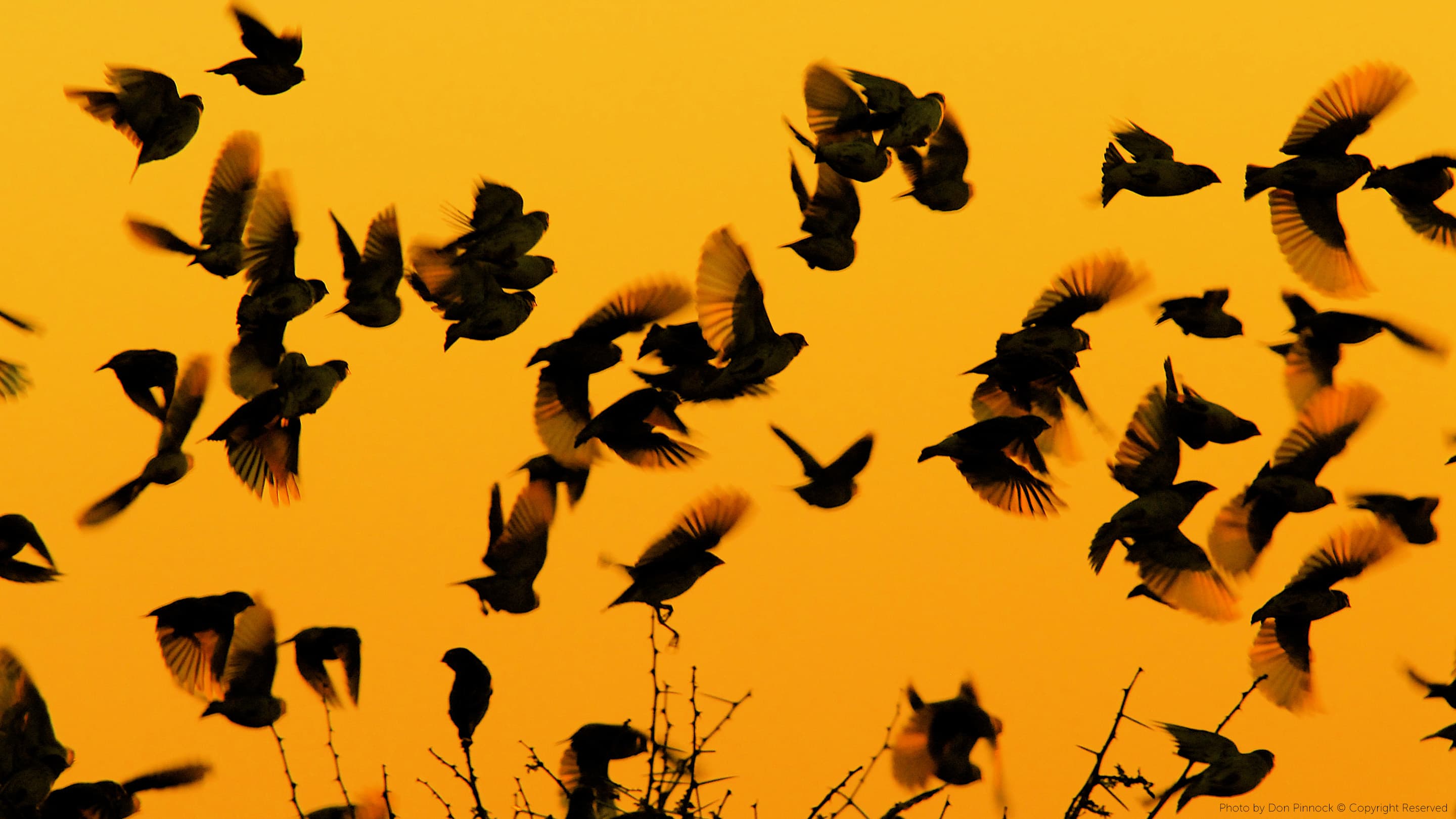 A flock of starlings wheeling across a golden sky